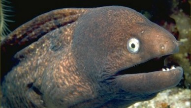 Bad-Joke-Eel