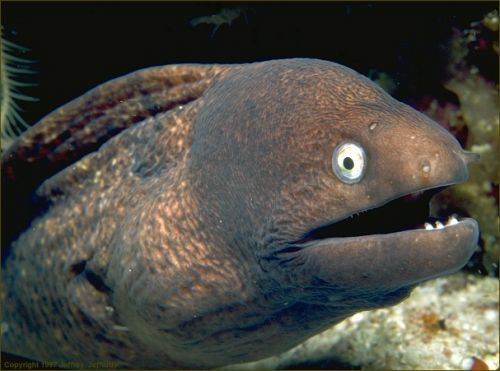 Bad-Joke-Eel